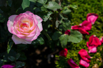 Light pink rose in bloom with red petals scattered on garden ground