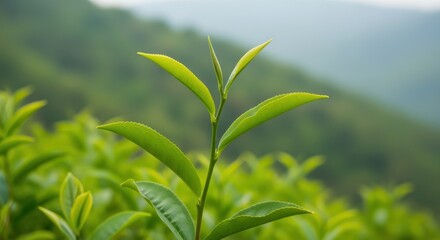 Obraz premium Tea Leaf Serenity: A close-up of a young tea leaf flourishing, exhibiting vibrant green hues in the foreground, while a blurred vista of tea bushes and rolling hills adorns the backdrop.