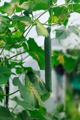 Fresh cucumber growing in greenhouse