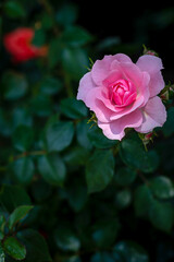 Single Pink Rose Bloom with Dark Green Background