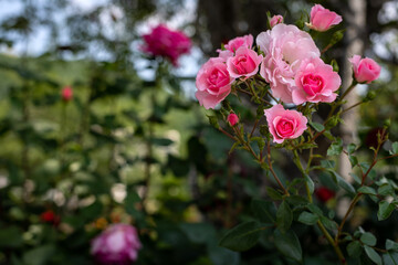 Cluster of Pink Roses Blooming in Garden
