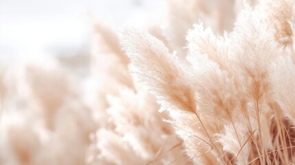 Soft Pampas Grass Swaying Gently in the Breeze Under Warm Sunlight with Dreamy Aesthetic
