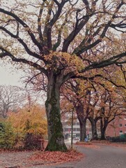 Autumn trees in the park