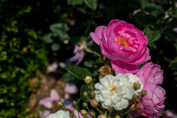Pink and White Roses in Bloom with Buds, Romantic Garden Photography