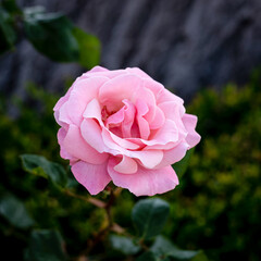 Soft Pink Rose Bloom in Garden, Romantic Floral Close-up