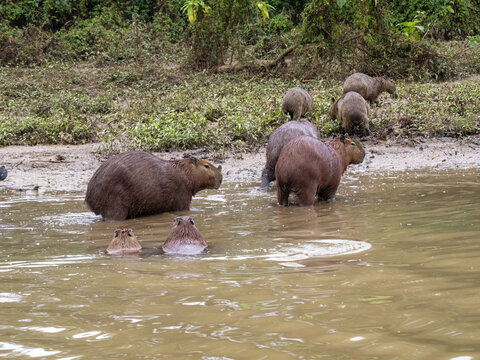 Brazil, Curitiba, large population of capybaras in a city park by the lake