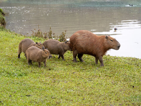 Brazil, Curitiba, large population of capybaras in a city park by the lake