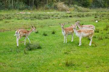 A group of curious spotted fallow deer standing in a green grassy field on a farm