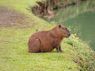 Brazil, Curitiba, large population of capybaras in a city park by the lake
