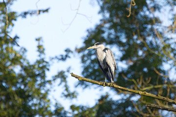 A grey heron perched high on a tall tree, surrounded by many trees in the background, a grey heron surrounded by green leaves, a grey heron enjoying the morning sun, grey plumage, Ardea cinerea