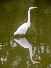 Brazilie, Great White Egret, White Egret, feeding in milky lake water