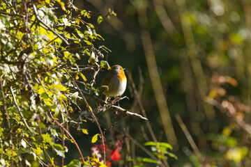 Robin in the sunshine surrounded by autumn leaves, robin looking into the morning sun, robin basking in the sun on a tree with green and red leaves, Erithacus rubecula