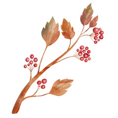 Brach with red berries clipart, Watercolor illustration