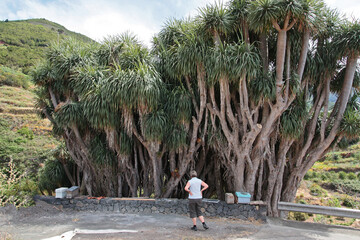 alte Drachenbäume auf der Canareninsel La Palma