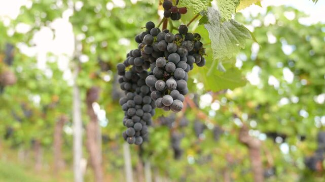 Moselle vineyard, blue ripe grapes, Pinot Noir wine growing on vine, Mosel river valley Trier, Germany, harvest and agriculture, rhineland palatine