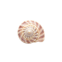 Obraz premium Close-up of a spiral seashell with brown and white stripes on a white background.