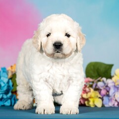 Adorable puppy in front of flowers