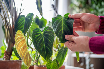 Hand touching heart shaped green velvet leaves of Philodendron Splendid plant in flower pot. Foliage pattern. Cultivation of rare species of philodendron at home. © DimaBerlin