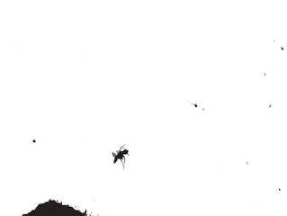 black ants on a white