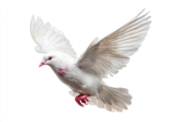 Obraz premium A white dove soars on a white background, wings spread wide in flight. The bird's delicate feathers glisten in the light