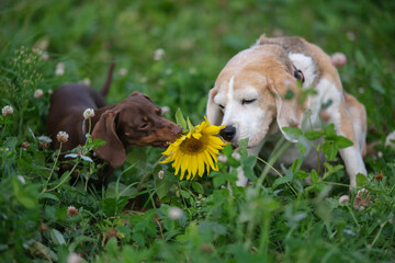beagle and dachshund on a green meadow sniffing a sunflower flower