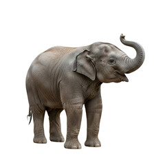 Obraz premium A young elephant with its trunk raised on a white background.