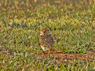 Brazilie, Burrowing Owl, Speotyto cunicularia, thirsty in the louce to scratch around