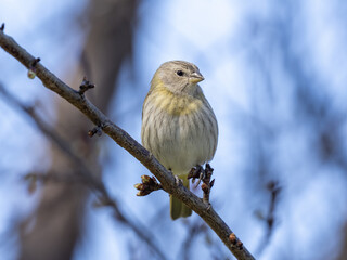 Brazilie, Saffron Finch, Sicalis flaveola, sits on a stroma branch and spreads around