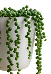 Isolated String of Pearls Succulent Plant in White Pot with Transparent Background