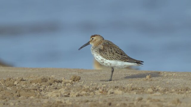 Close-up of a dunlin (Calidris alpina). The bird sits on the sandy bank. Slow motion.