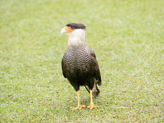 Brazilie, Crested caracara, Polyborus plancus, foraging on lake shore