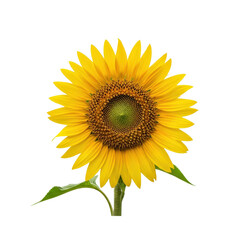 Fototapeta premium A vibrant sunflower with bright yellow petals and a dark center, isolated on a white background.