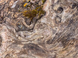 Abstract Wavy Pattern of a Weathered Wood Surface