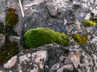 Bright Green Moss Growing in the Crevices of a Rock