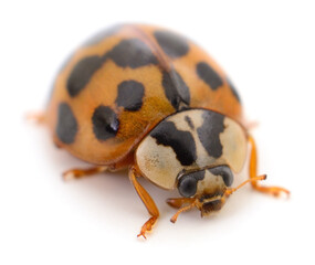 Close up of ladybug beetle with black spots on white background