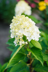 Creamy White Panicle Hydrangea Blooming In Summer Garden