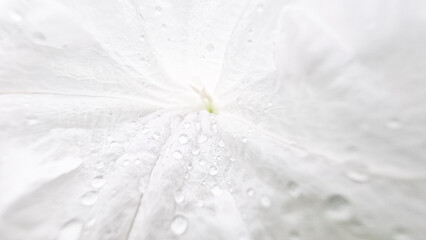 Delicate macro photo of a white flower petal with glistening water droplets, creating a Soft...
