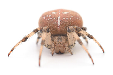 European garden spider Araneus diadematus isolated on white background