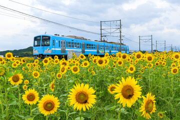 ひまわりと近江鉄道