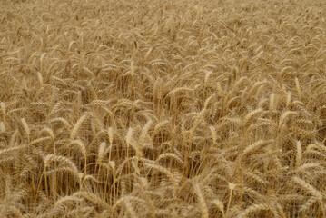 Golden wheat field close up with ripe ears of grain
