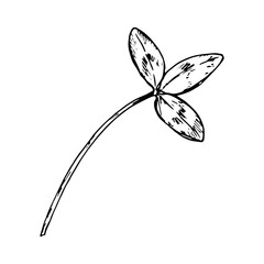 Vector illustration of clover leaf with three leaflets in engraving style, symbol of luck and herbal plant, suitable for eco product packaging, botanical design, herbal tea and apothecary branding