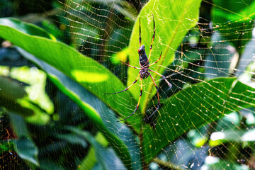 A vibrant Golden Orb Weaver spider hangs suspended in its intricate web, set against a backdrop of lush green foliage