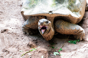 A Galapagos Tortoise is resting in the sandy soil of its enclosure with its mouth open