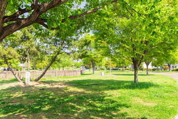 西台蓮池公園の春の風景　神戸市長田区にて