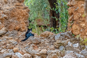 A black and white cat lounges among the stones in the ruins of Alanya Castle, Turkey. The ancient walls and greenery in the background create a peaceful atmosphere in the historic setting