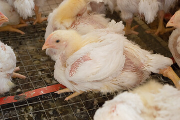 White broiler chickens in a cage - mini chicken coop © Елена 