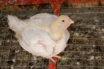 White broiler chicken in a cage