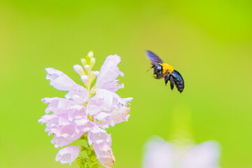 カクトラノオの花に飛来したクマバチ
