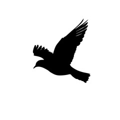 A lone bird soars through the dark night sky, wings outstretched in graceful flight.