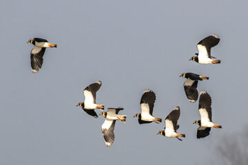 Flock of Lapwing in Flight